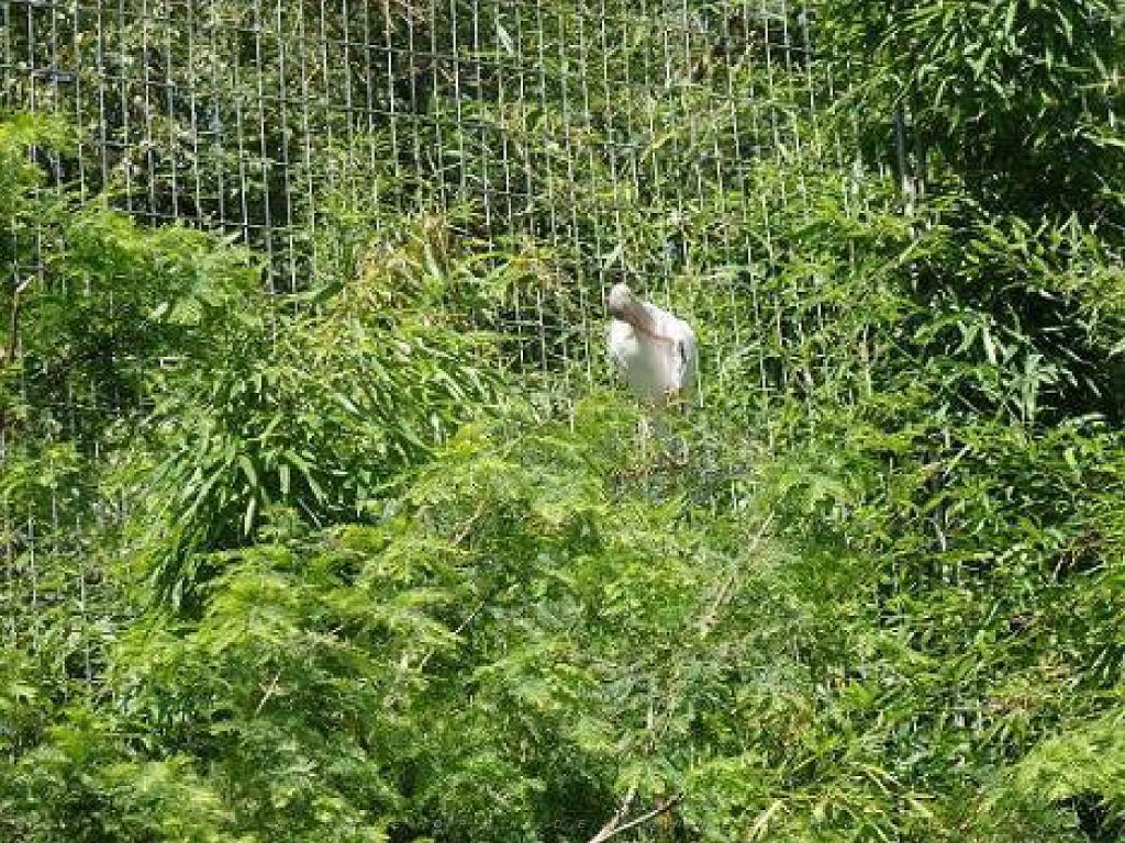 101PARC AUX OISEAUX DANS L AIN 2016 2_000037.jpg